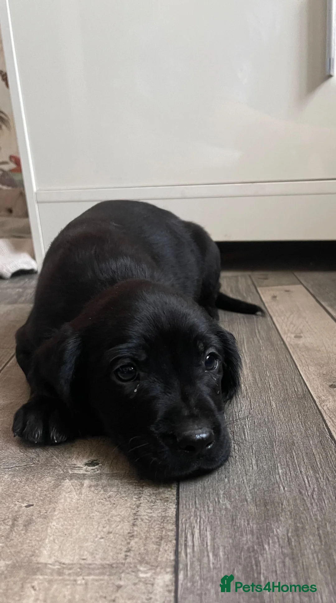 Sprocker dogs for sale: 🐶💕Beautiful Sprocker puppies for sale! 💕🐶 - Advert 2