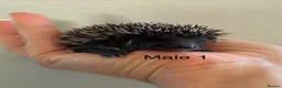 Pygmy Hedgehog rodents for sale: Gorgeous litter for Sale!  - Advert 4