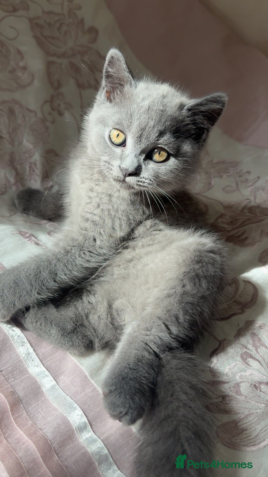 British Shorthair cats 2 British Shorthair kittens for sale - Advert 1