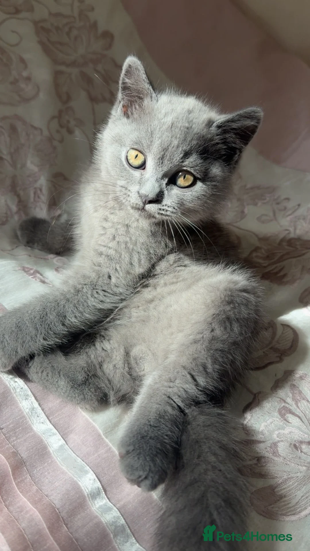 British Shorthair cats for sale: 2 British Shorthair kittens for sale - Advert 1
