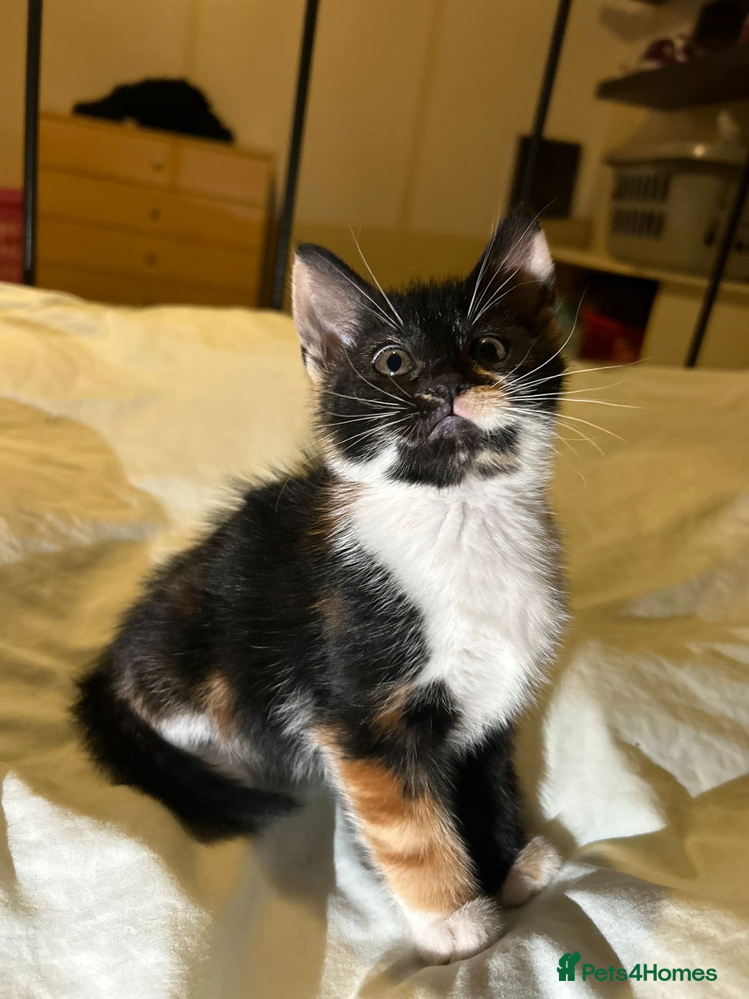 Mixed Breed cats for sale: Gorgeous fluffy kittens  - Advert 7