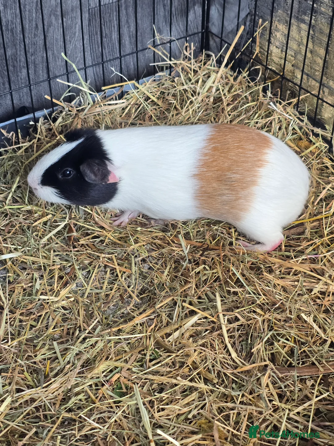 Guinea Pig rodents for sale: Bonded Male Guinea Pig Pair (Brothers) 11 weeks in Lincoln - Advert 5