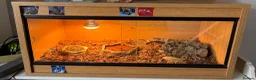Tortoise reptiles for sale: Tortoise Russian  in Bournemouth - Advert 3