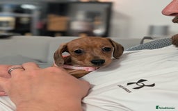 Miniature Dachshund dogs for sale: 2x miniature dachshunds - Image 21