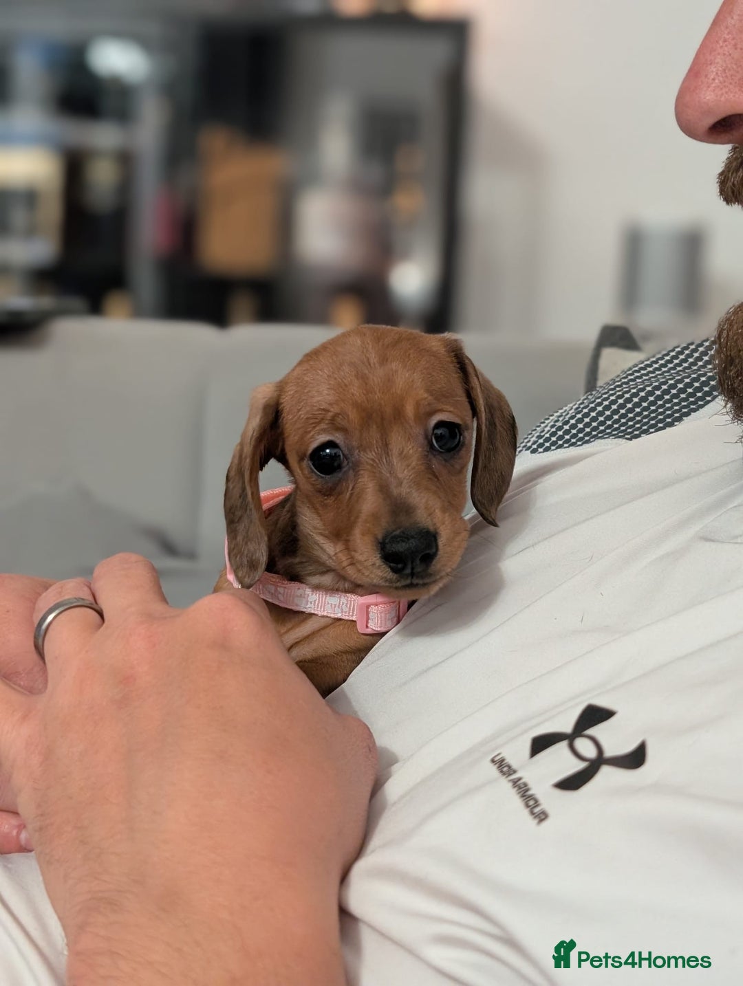 Miniature Dachshund dogs for sale: 2x miniature dachshunds - Image 21