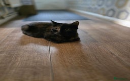Mixed Breed cats for sale: Adorable black and white kittens - Image 22