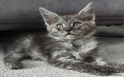 Maine Coon cats for sale: Stunning Maine Coon Kitten - Image 2