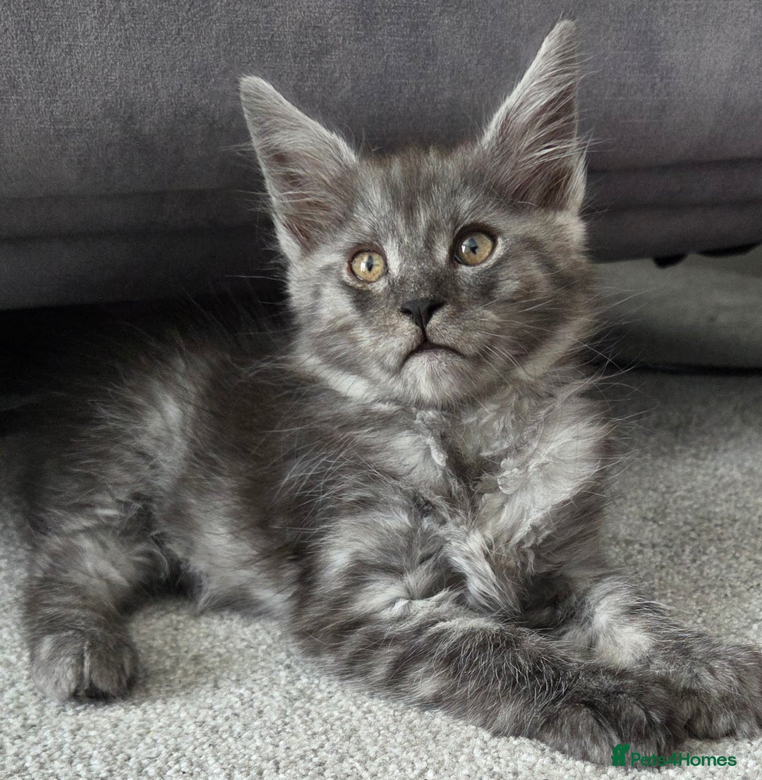 Maine Coon cats for sale: Stunning Maine Coon Kitten - Image 2