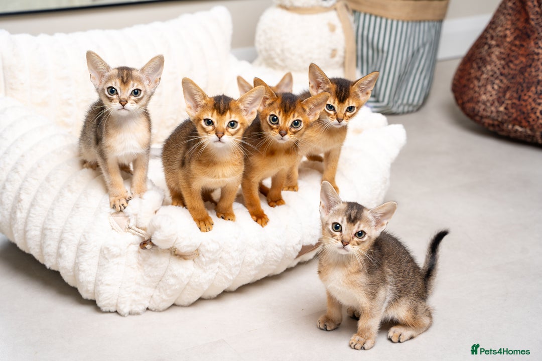Abyssinian cats for sale: 6 Amazing Abyssinians, Extra Lovlely Personality - Advert 2