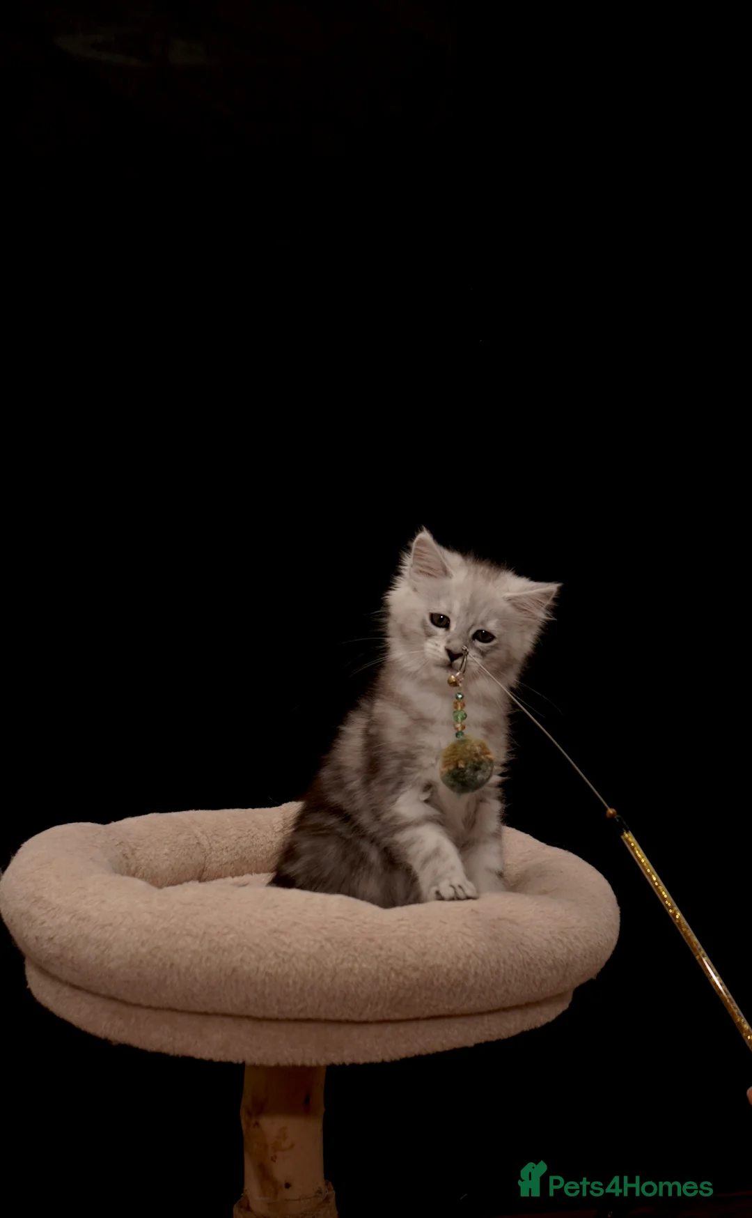 Maine Coon cats for sale: Black Silver classic tabby Mainecoon kittens - Advert 4