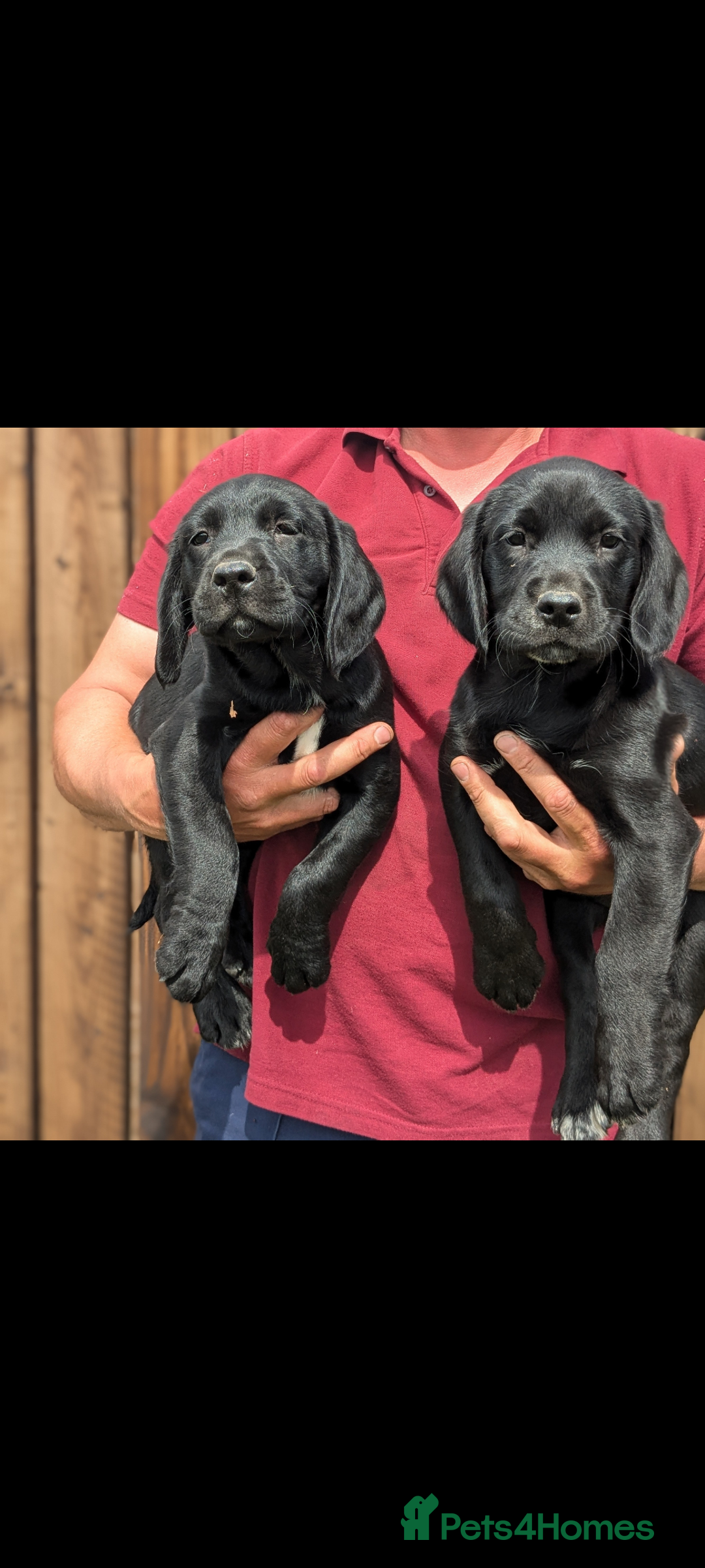 Springador dogs for sale: Stunning springador puppies  - Image 6