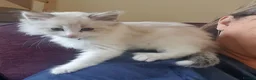 Siberian cats for sale: Soft and fluffy Siberian Neva Masquerade Kittens - Advert 13