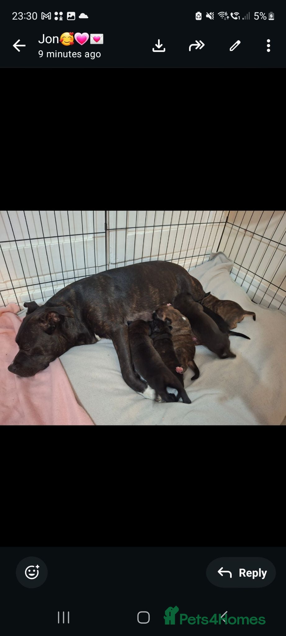 Staffordshire Bull Terrier dogs Beautiful Staffordshire bull terrier pups ❤️🐶 - Advert 1