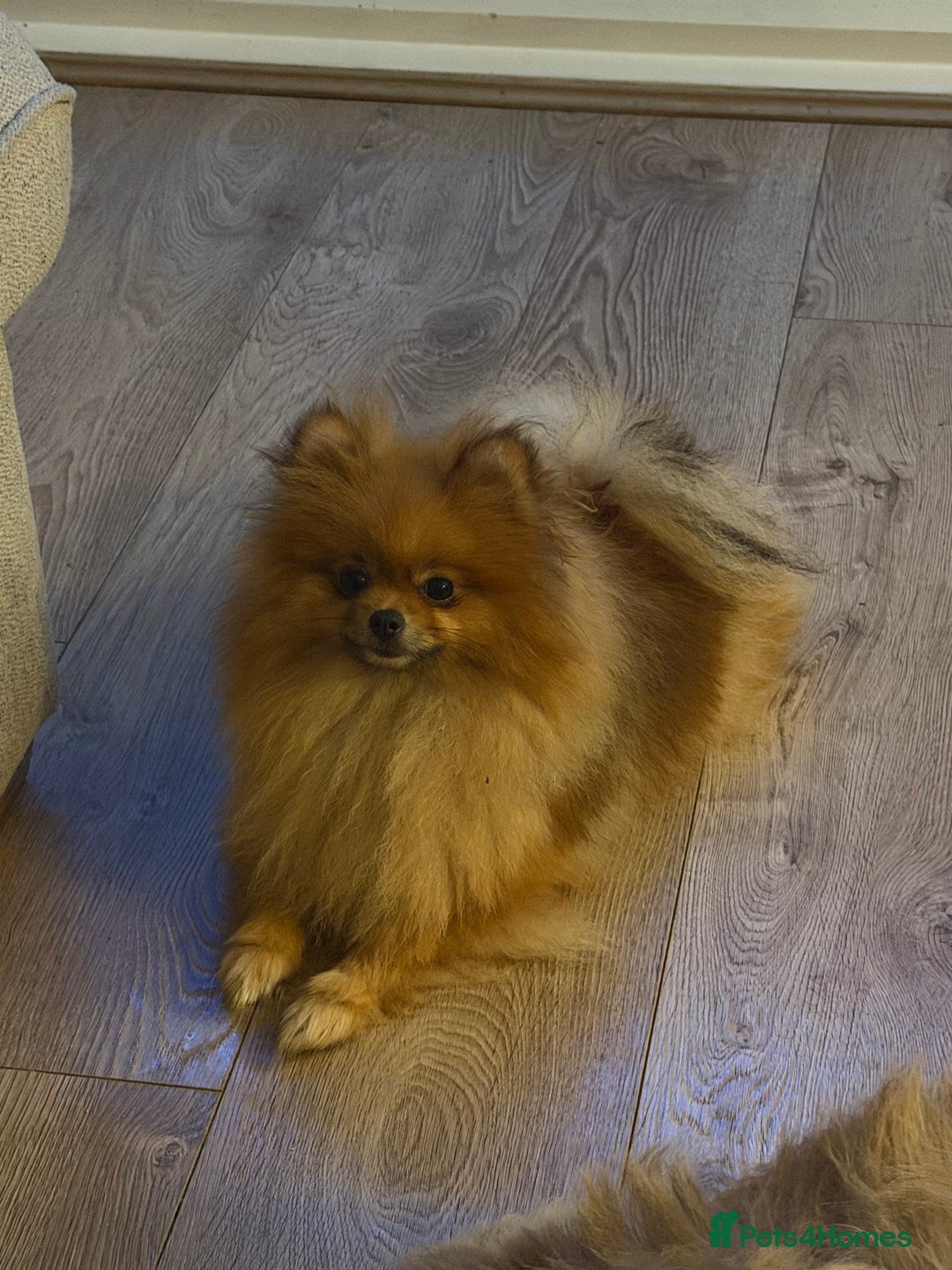 Pomeranian dogs for sale: Sweet little Lila  - Advert 4