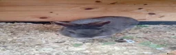 Netherland Dwarf rabbits for sale: Netherland dwarf young adults  - Advert 3