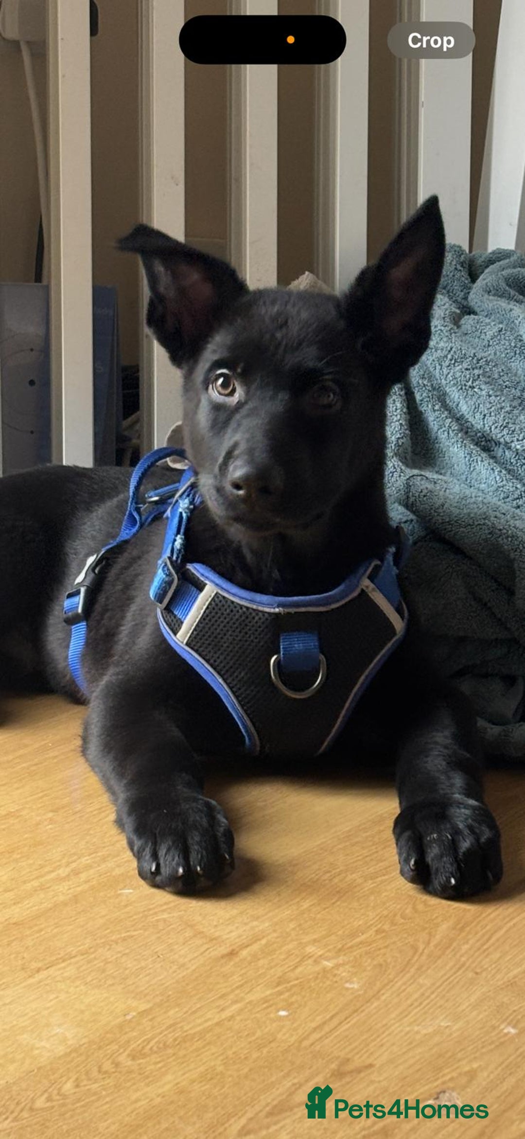 German Shepherd dogs for sale: 13 week German Shepard mum and dad working dogs - Advert 1