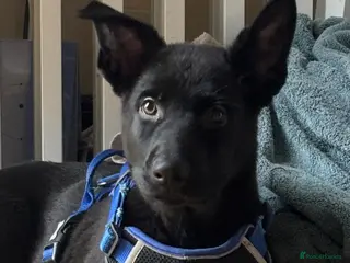 German Shepherd dogs 13 week German Shepard mum and dad working dogs - Advert 3