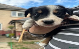 Border Collie dogs for sale: 6 Border Collie Pups for Sale ! - Image 12