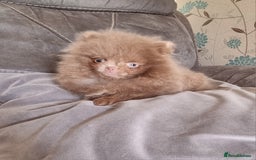 Pomeranian dogs for sale: Kc registered teddy bear pomeranians - Image 7