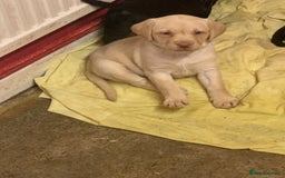 Labrador Retriever dogs for sale: Labrador puppies in Bridgend - Image 11