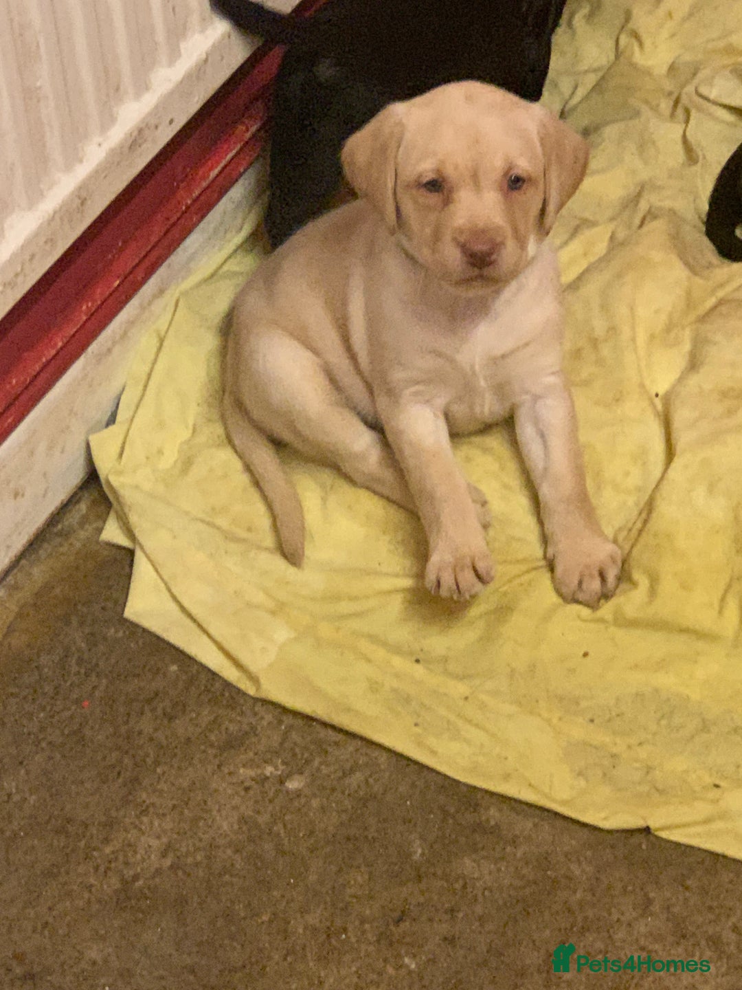 Labrador Retriever dogs for sale: Labrador puppies in Bridgend - Image 11