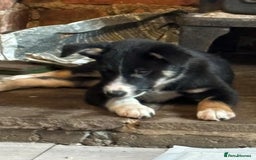 Border Collie dogs for sale: Border Collie Male  - Image 5