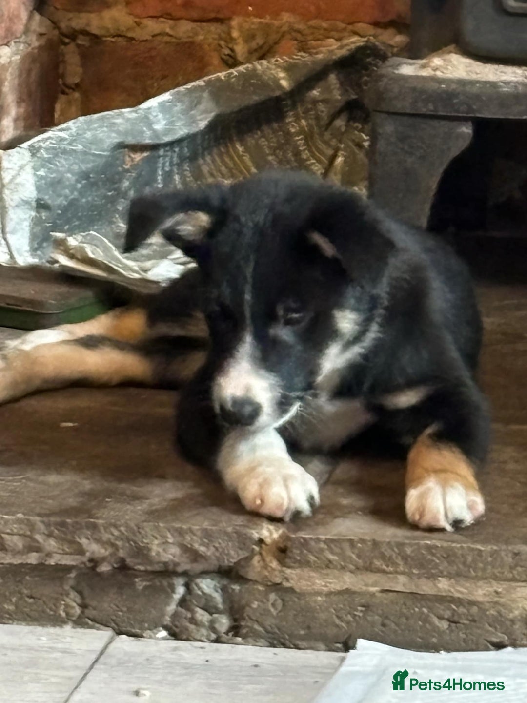 Border Collie dogs for sale: Border Collie Male  - Image 5