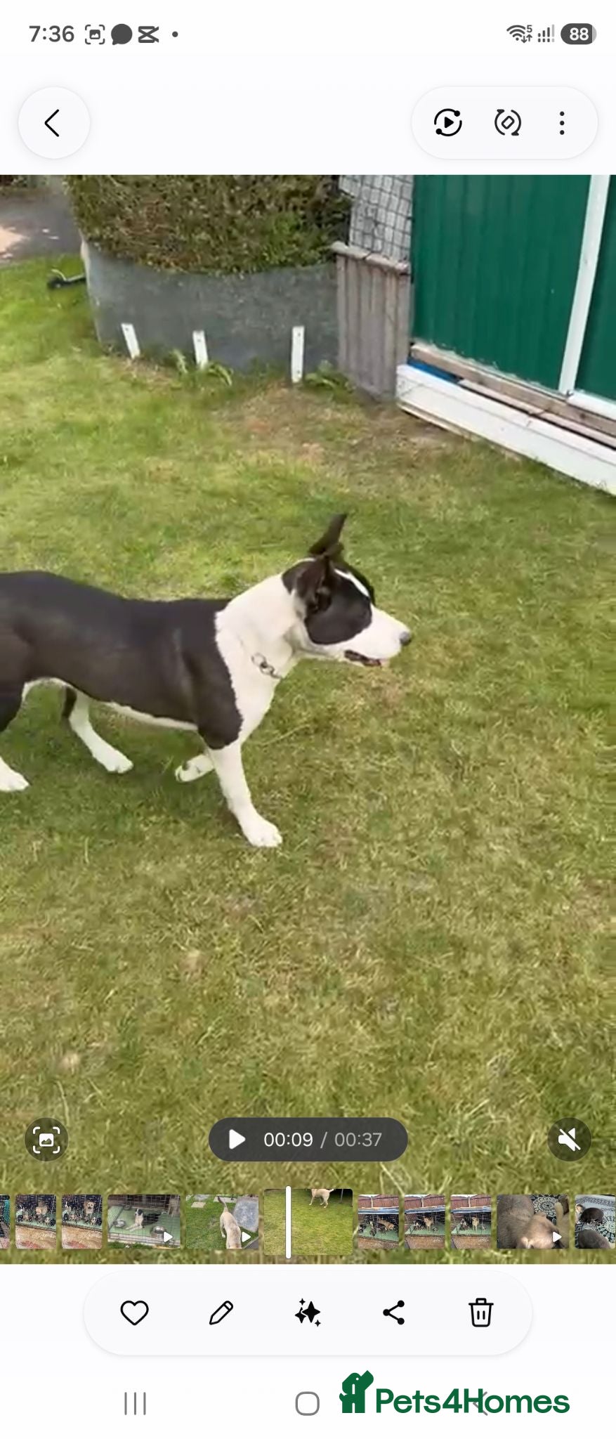 Mixed Breed dogs American stuffy and husky  mix - Advert 3