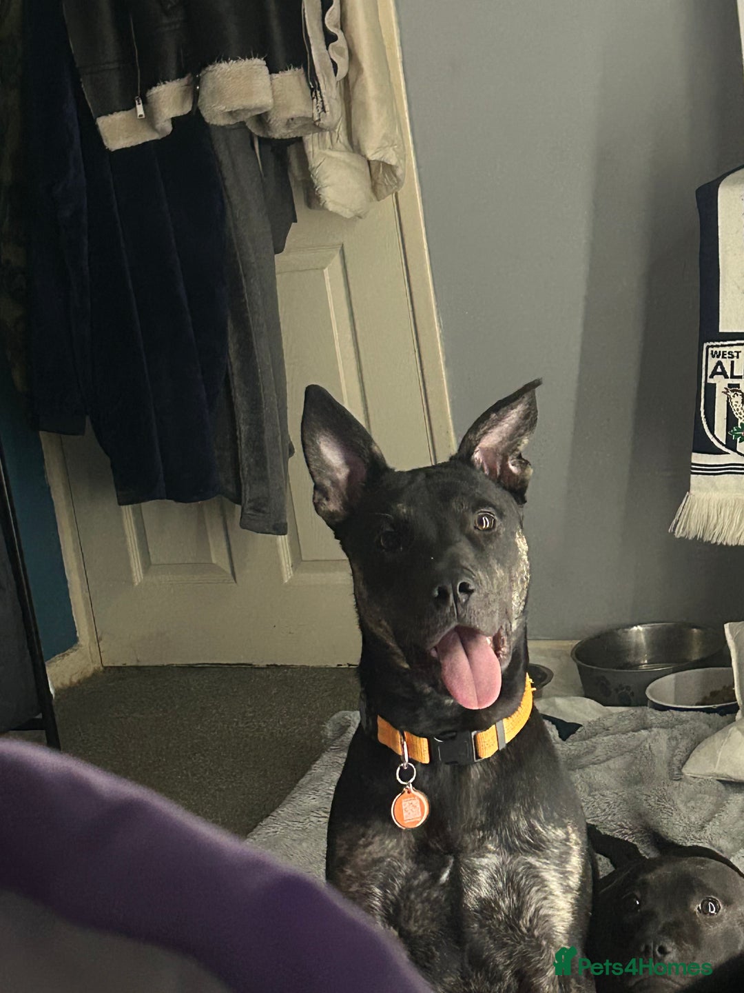 Mixed Breed dogs for sale: Staffy x German shepherd  - Image 5