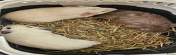 Guinea Pig rodents for sale: baby boy guinea pigs READY NOW - Advert 2