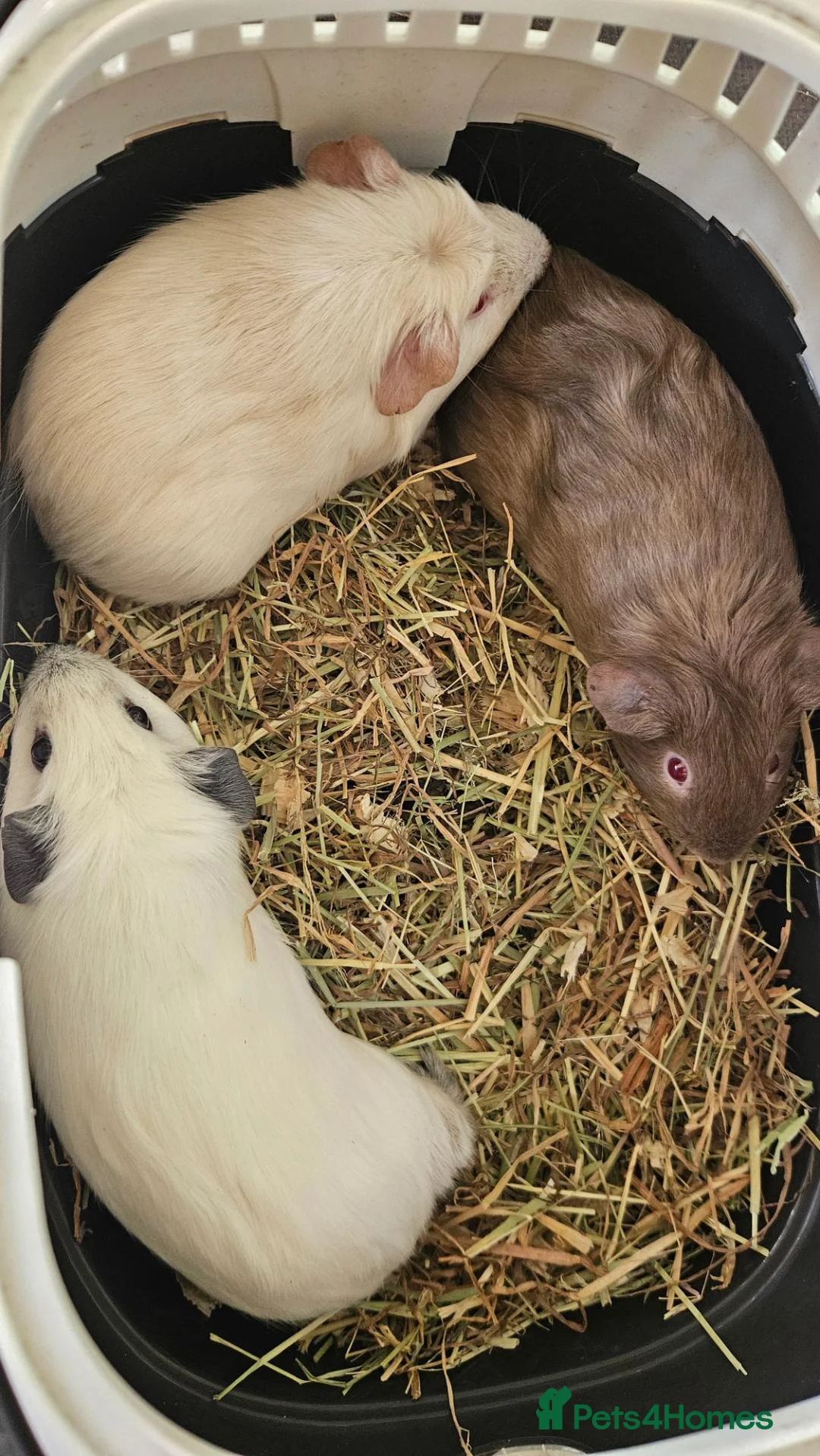 Guinea Pig rodents for sale: baby boy guinea pigs READY NOW - Advert 2