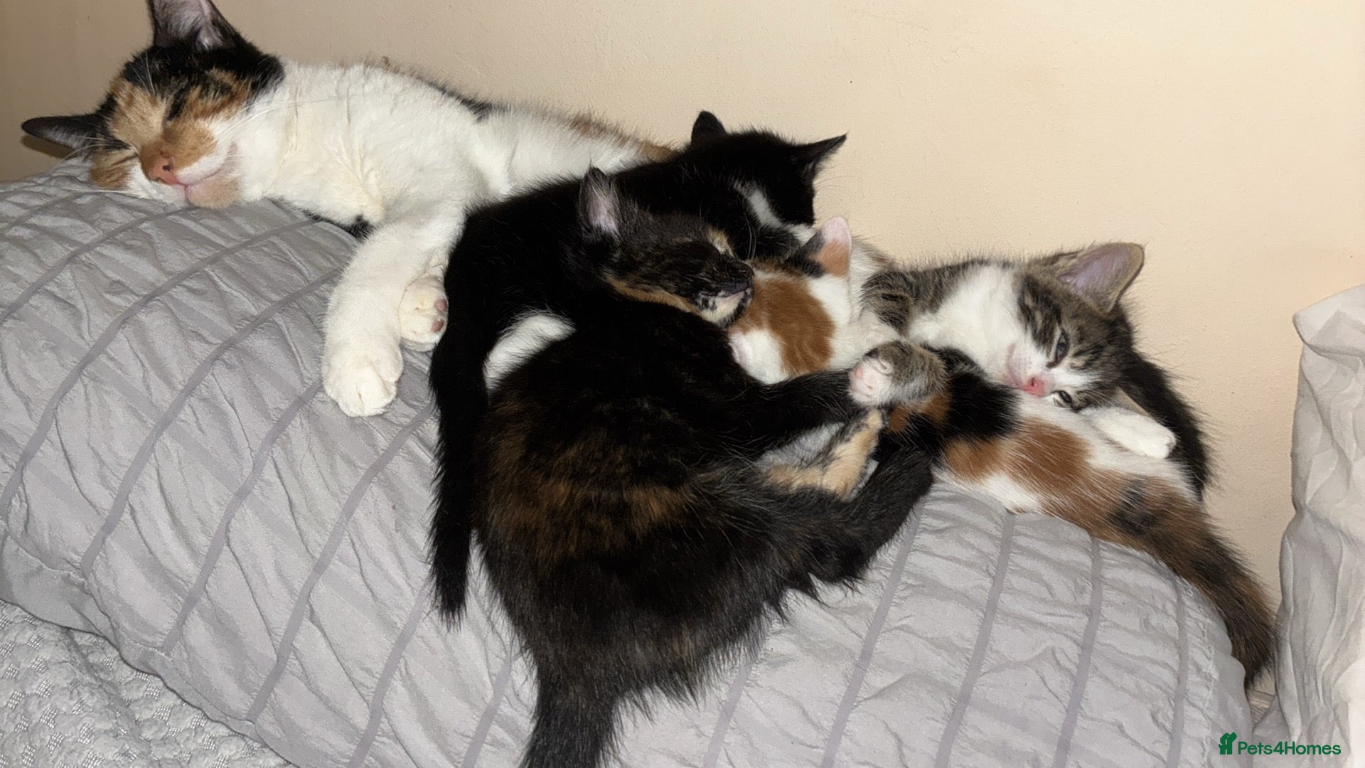 British Shorthair cats for sale: Bruiser Dolly and little till - Advert 1