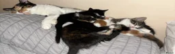 British Shorthair cats for sale: Bruiser Dolly and little till in Pontefract - Advert 1