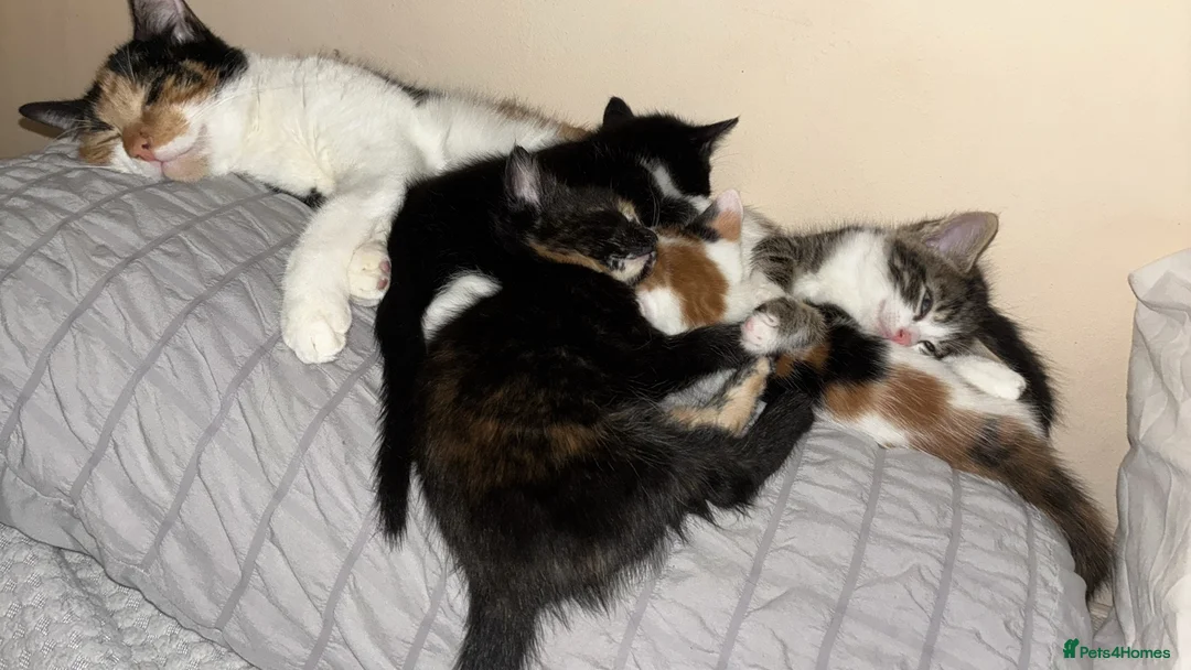British Shorthair cats for sale: Bruiser Dolly and little till in Pontefract - Advert 1