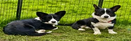 Welsh Corgi Cardigan dogs for adoption: 🐾 RONNIE – Corgi (Male) in West Malling - Advert 7