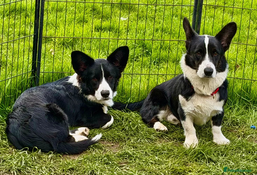 Welsh Corgi Cardigan dogs for adoption: 🐾 RONNIE – Corgi (Male) in West Malling - Advert 7