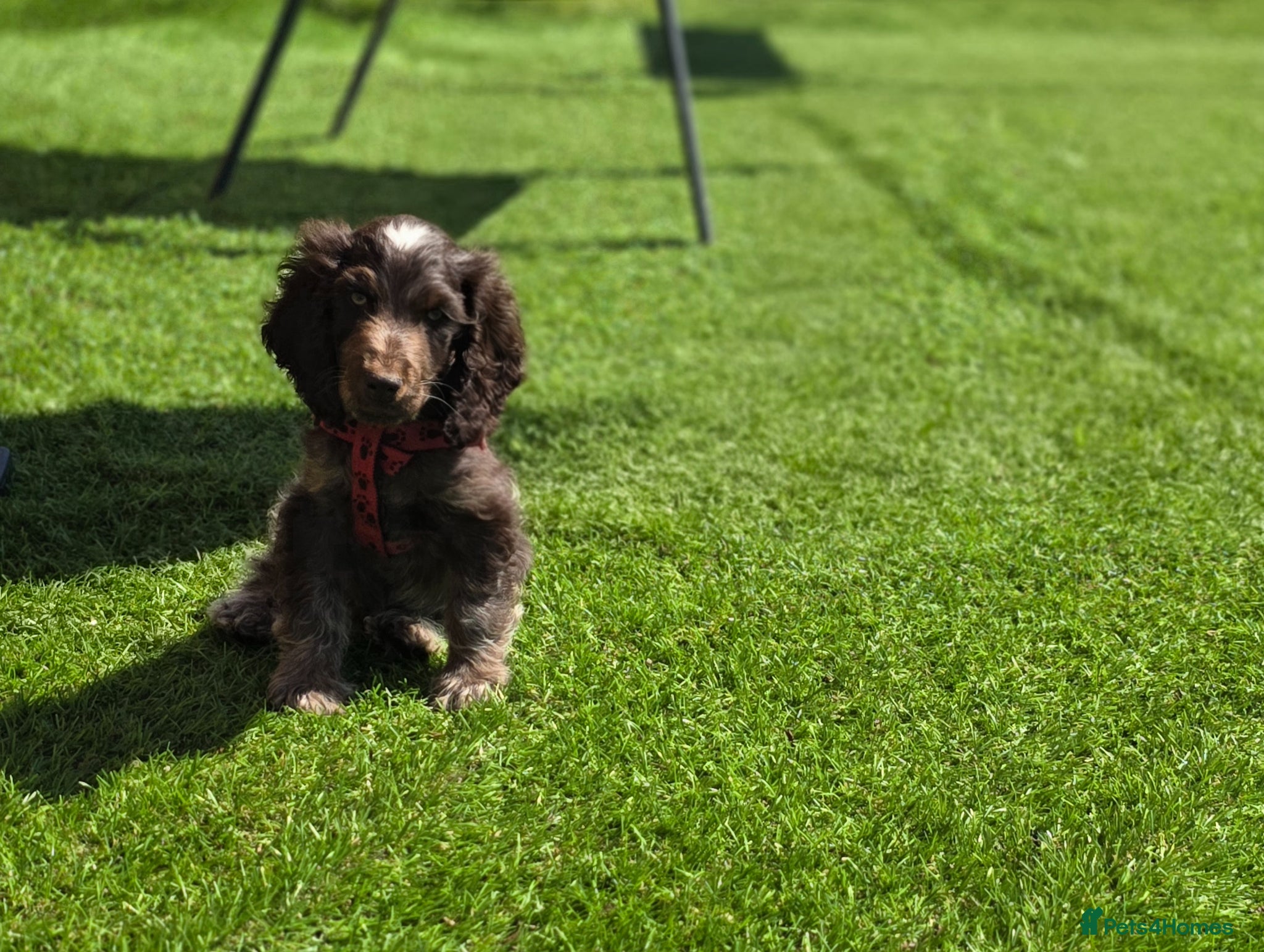 Cocker Spaniel dogs  Kc reg last boy cocker ready to leave  - Advert 18