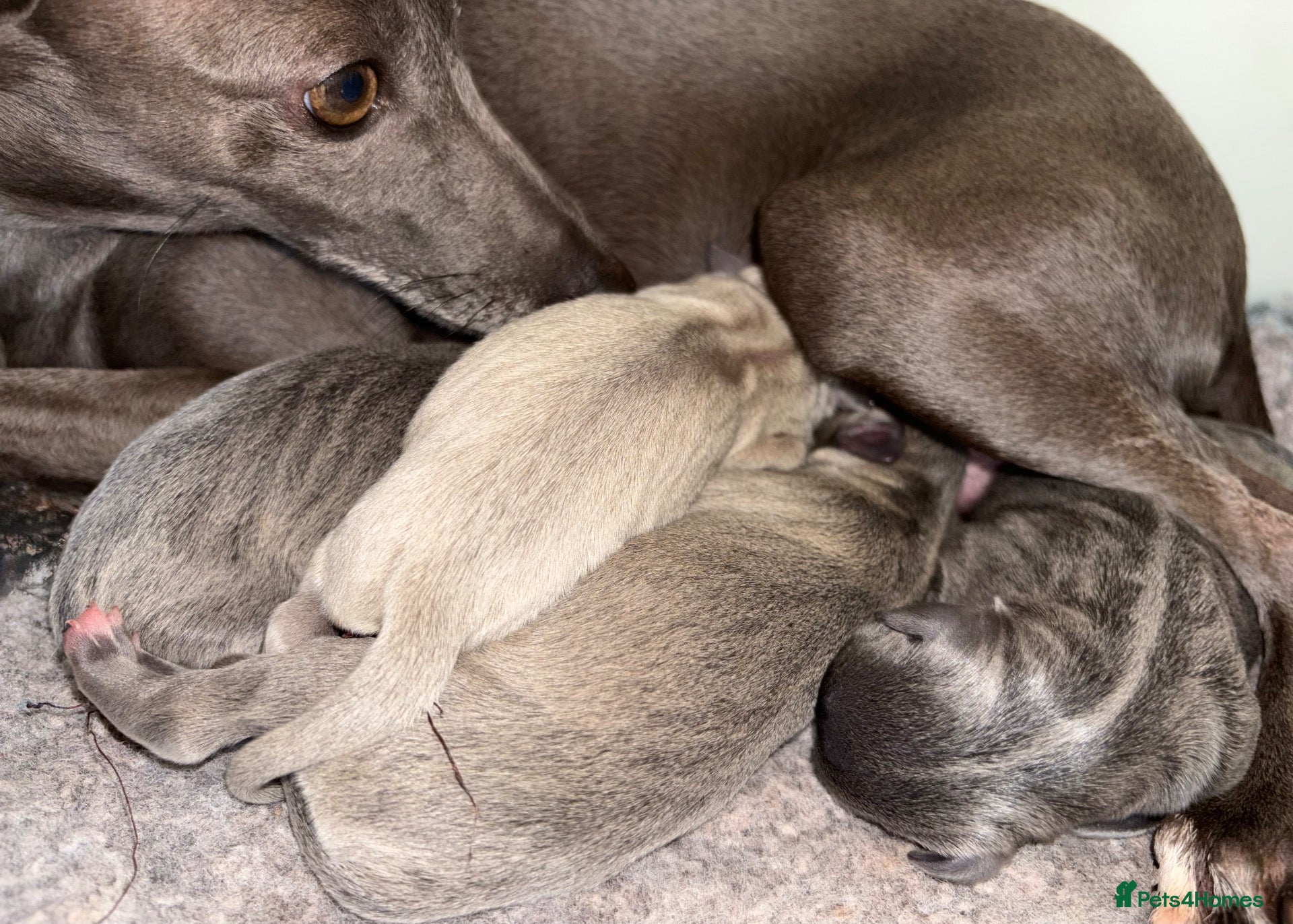 Italian Greyhound dogs KC Reg Italian Greyhounds - Advert 1