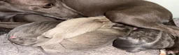 Italian Greyhound dogs for sale: KC Reg Italian Greyhounds - Advert 1