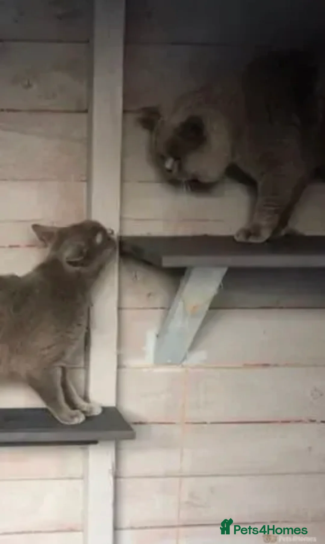 British Shorthair cats for stud: 💙 GCCF & TICA STUD RARE FAWN CINNAMON GENE  💙 in Derby - Advert 7