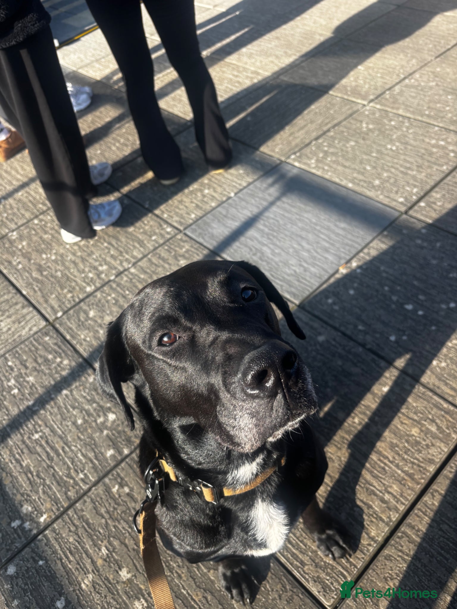 Labrador Retriever dogs Needing Rehoming ASAP - Advert 1