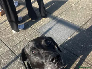 Labrador Retriever dogs Needing Rehoming ASAP - Advert 1