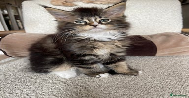 Maine Coon cats - Advert 1