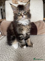 Maine Coon cats - Advert 13
