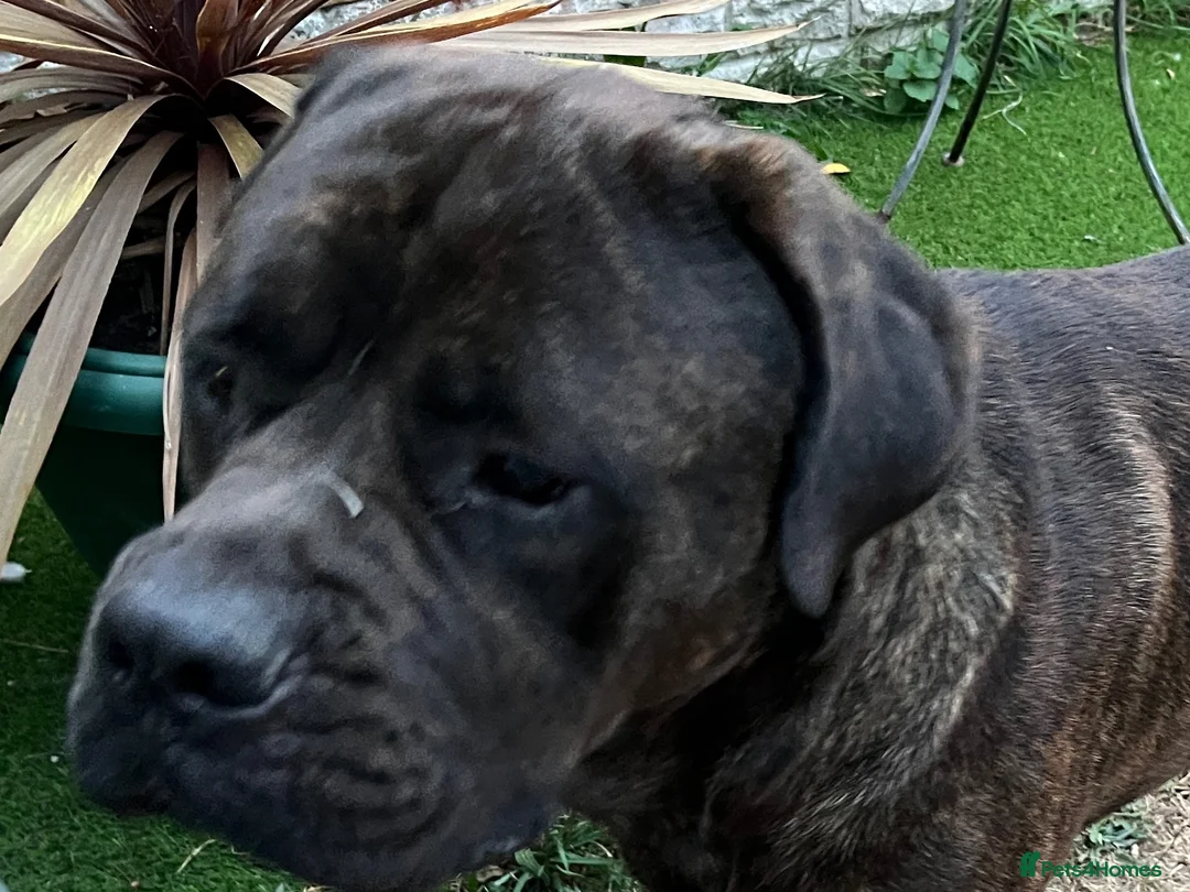 Mixed Breed dogs for stud: For stud. MastiffxCorso dog - Advert 2