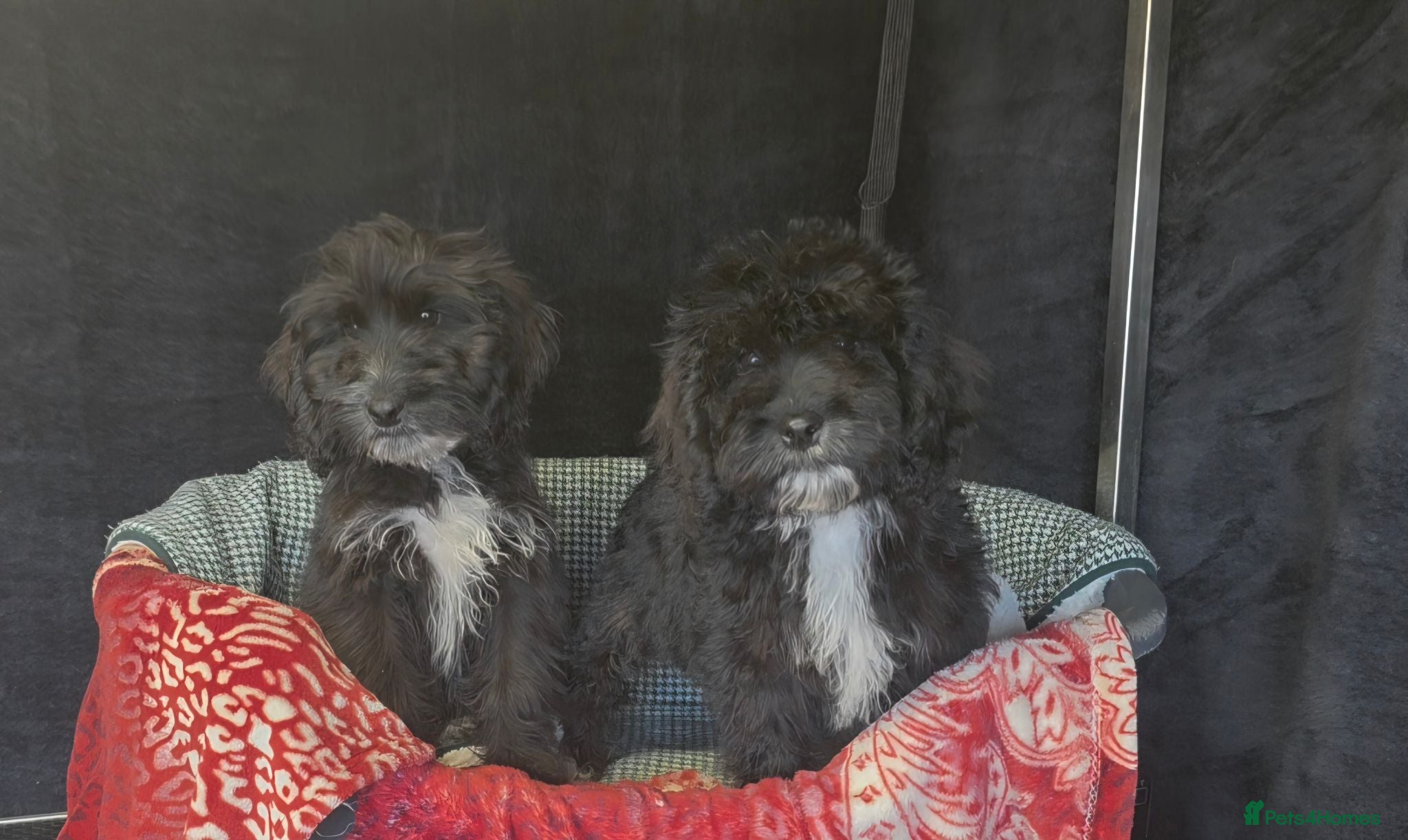 Cockapoo dogs Adorable cockapoo puppys  - Advert 8