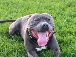 Staffordshire Bull Terrier dogs in Walsall - Advert 32