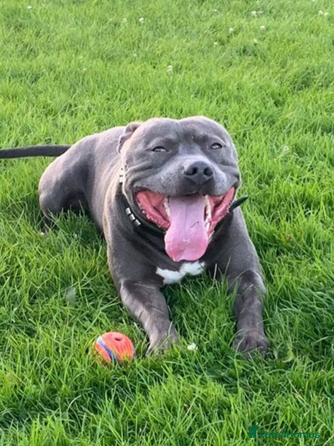 Staffordshire Bull Terrier dogs for stud: Proven Beautiful Blue Staff Stud in Walsall - Advert 1