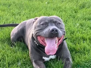 Staffordshire Bull Terrier dogs Proven Beautiful Blue Staff Stud in Walsall - Advert 22