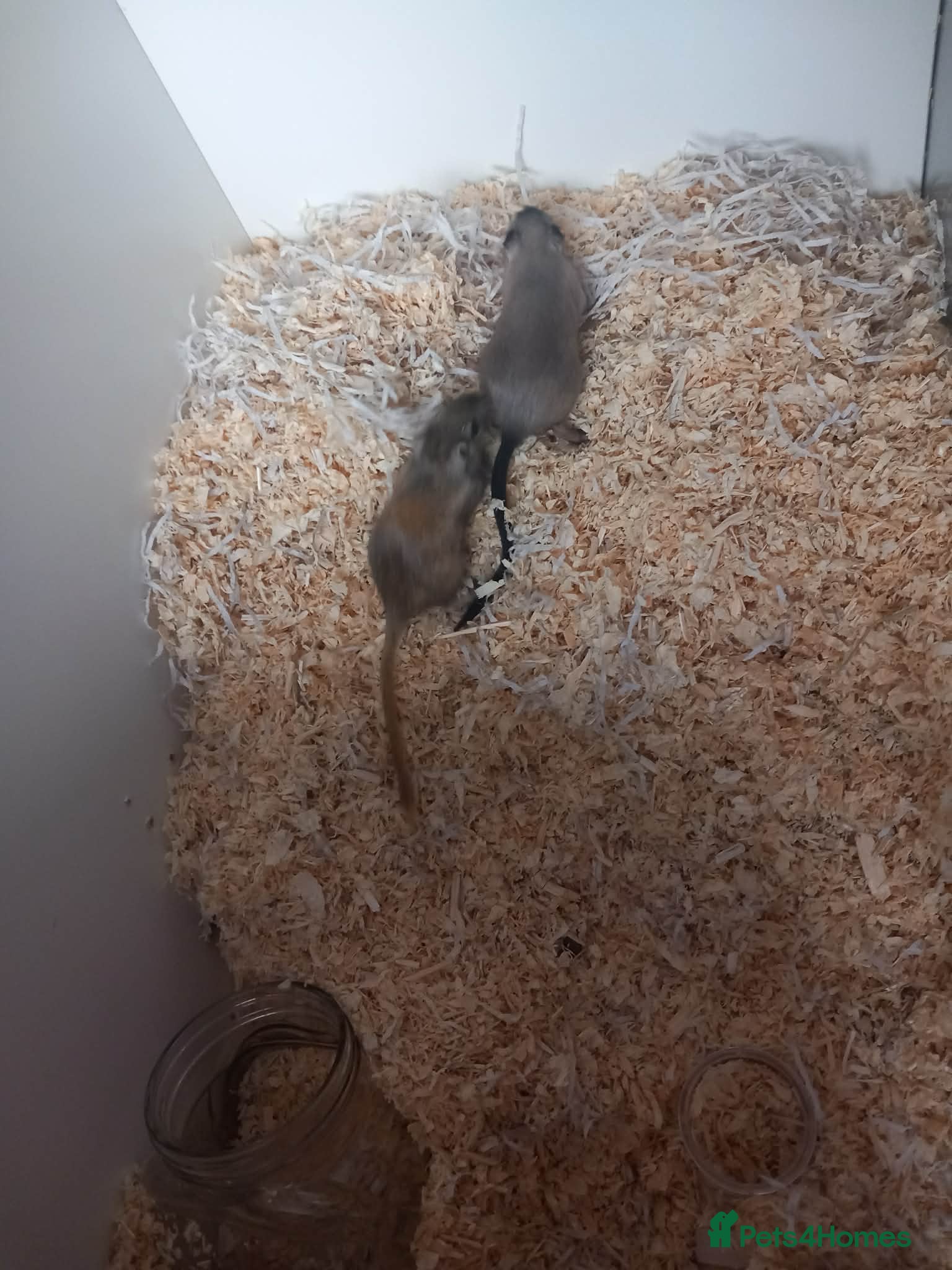 Gerbil rodents Two female gerbils - Advert 7